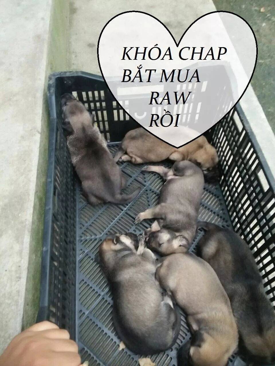 Tuyệt Sắc Quyến Rũ: Quỷ Y Chí Tôn - Chap 82